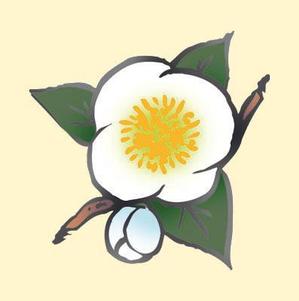 mimika (mimika)さんのお茶の花のデザインへの提案