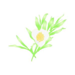 くろけん＆maoi (asta_kuroken)さんのお茶の花のデザインへの提案