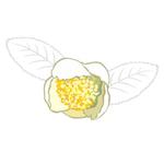 AtelierMarie-Rosaire (jsmpg_ej)さんのお茶の花のデザインへの提案