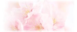 小島やよい (YAYO)さんの美しい自然　イラスト・または写真加工【桜】への提案