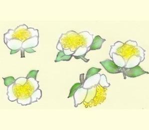 ＫＯＮＯＨＡＮＡＨＩＲＯ (yumeharuka)さんのお茶の花のデザインへの提案