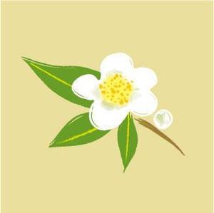 oroshipons (oroshipons)さんのお茶の花のデザインへの提案
