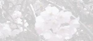 中村　進 (nakamura527)さんの美しい自然　イラスト・または写真加工【桜】への提案