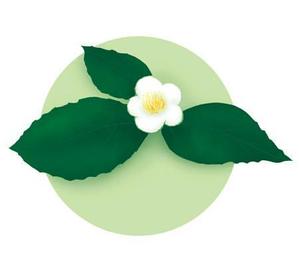 雅 (q_youka)さんのお茶の花のデザインへの提案