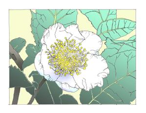 ki-mi  (ki2116)さんのお茶の花のデザインへの提案