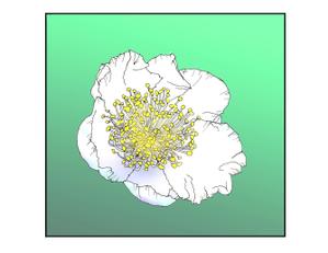 ki-mi  (ki2116)さんのお茶の花のデザインへの提案