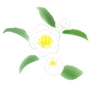 norimaki (norimaki6514)さんのお茶の花のデザインへの提案
