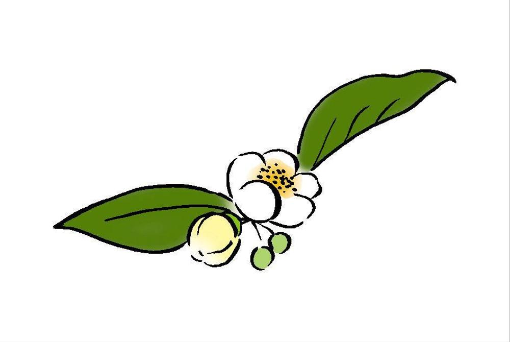 お茶の花1.jpg