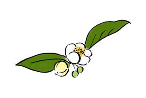 キムラマキコ (makiran)さんのお茶の花のデザインへの提案