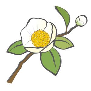 吉翔 (kiyosho)さんのお茶の花のデザインへの提案