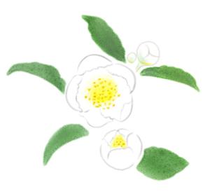 norimaki (norimaki6514)さんのお茶の花のデザインへの提案