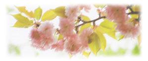 光 (Mson)さんの美しい自然　イラスト・または写真加工【桜】への提案