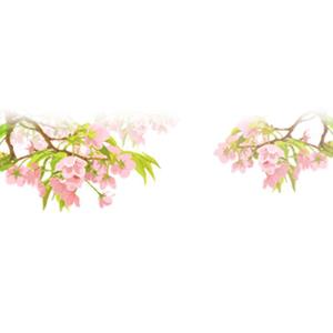 choco-chacoさんの美しい自然　イラスト・または写真加工【桜】への提案