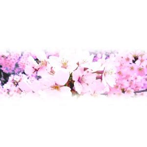 choco-chacoさんの美しい自然　イラスト・または写真加工【桜】への提案