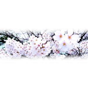 choco-chacoさんの美しい自然　イラスト・または写真加工【桜】への提案