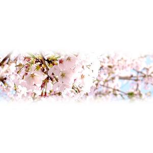 choco-chacoさんの美しい自然　イラスト・または写真加工【桜】への提案