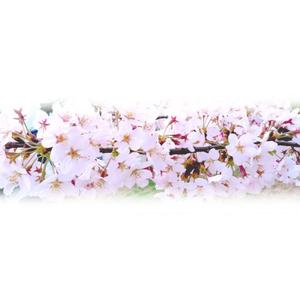 choco-chacoさんの美しい自然　イラスト・または写真加工【桜】への提案