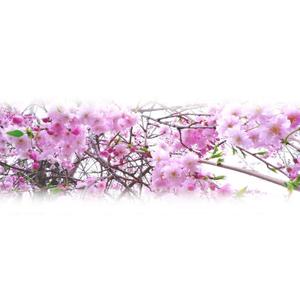 choco-chacoさんの美しい自然　イラスト・または写真加工【桜】への提案