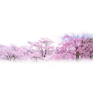 choco-chacoさんの美しい自然　イラスト・または写真加工【桜】への提案