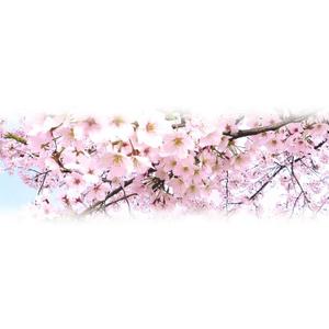 choco-chacoさんの美しい自然　イラスト・または写真加工【桜】への提案