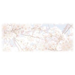 torigo1301さんの美しい自然　イラスト・または写真加工【桜】への提案