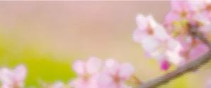 qualia-style ()さんの美しい自然　イラスト・または写真加工【桜】への提案