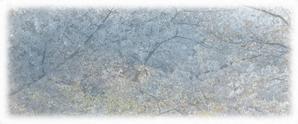 ひでと (hi-to)さんの美しい自然　イラスト・または写真加工【桜】への提案