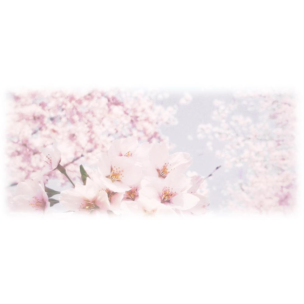 美しい自然　イラスト・または写真加工【桜】