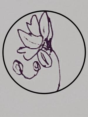 Yooou ()さんの某花屋さんのコンセプトイラスト「ひと筆描きの一輪の花」への提案