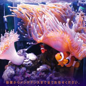 miumiu (miumiumarche)さんの水槽設置メンテナンス（ちょこっと水族館）のチラシへの提案