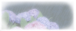 ichitomaru (ichitomaru)さんの美しい自然　イラスト・または写真加工【雨に濡れる紫陽花】への提案