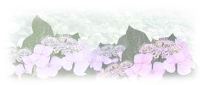 yokotaa (japan-skyline)さんの美しい自然　イラスト・または写真加工【雨に濡れる紫陽花】への提案