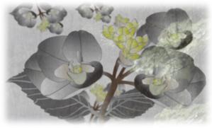 高嶋 (M_Takasima)さんの美しい自然　イラスト・または写真加工【雨に濡れる紫陽花】への提案