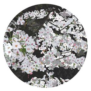 gensou2さんのボクシンググローブやTシャツに印刷する「桜」「ひまわり」をイメージしたイラストへの提案