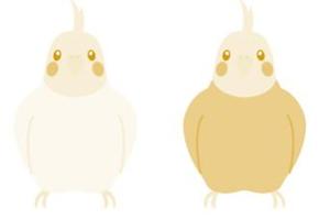 さんの家を買う方向けのサイトのオカメインコのキャラクターデザインへの提案