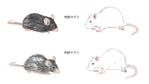 清水由貴 (shimizuyuki)さんの実験で使用するマウスのイラストへの提案