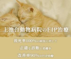 S＆D (sarudai_0203)さんの動物病院のサイトで使用する　FIP治療のバナーへの提案