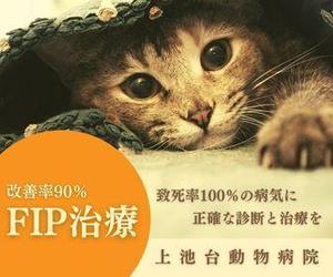 chokomomo (liberte_so)さんの動物病院のサイトで使用する　FIP治療のバナーへの提案