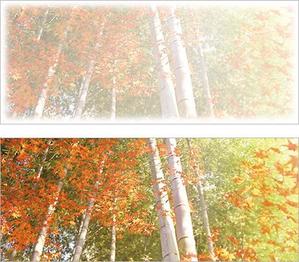 suparna (0358usakochan)さんの美しい自然　イラスト・または写真加工【紅葉（こうよう）】への提案