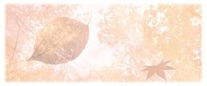 s-design (sorao-1)さんの美しい自然　イラスト・または写真加工【紅葉（こうよう）】への提案