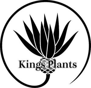 片山颯斗 ()さんのアガベショップ　Kings Plants　のロゴへの提案