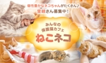 めだま焼き (CreamyYumi)さんの譲渡型保護猫カフェ「ねこネコ」のショップカードへの提案