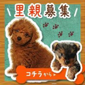 atoca design (curoshiro)さんの犬の里親募集のバナー制作への提案