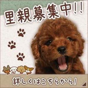 riemekkoさんの犬の里親募集のバナー制作への提案