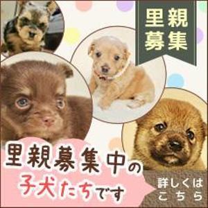 nomanatさんの犬の里親募集のバナー制作への提案