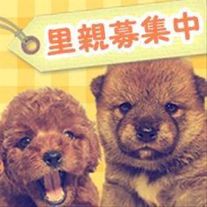 さんの犬の里親募集のバナー制作への提案