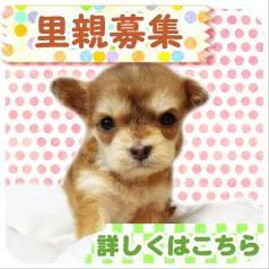 sippo_kururiさんの犬の里親募集のバナー制作への提案