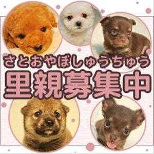 lastOne (vimperatorr)さんの犬の里親募集のバナー制作への提案