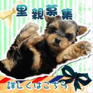 sippo_kururiさんの犬の里親募集のバナー制作への提案