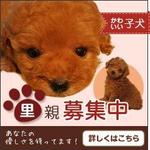 Nekorin (hapidesign)さんの犬の里親募集のバナー制作への提案